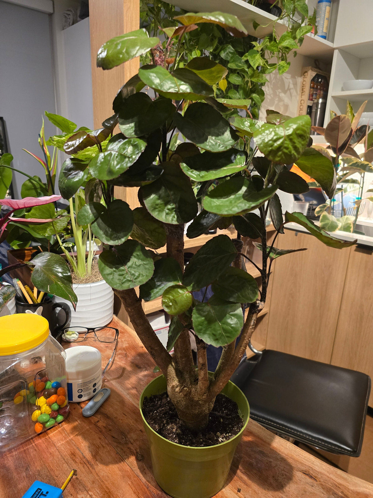 6 inch Pot- Fabian Aralia Tree Stump Unique Bonsai Live Plant, 6" Pot, Green/Purple Foliage - Get similar to picture - 🪴 Voelk Art & Plants Inc 🪴