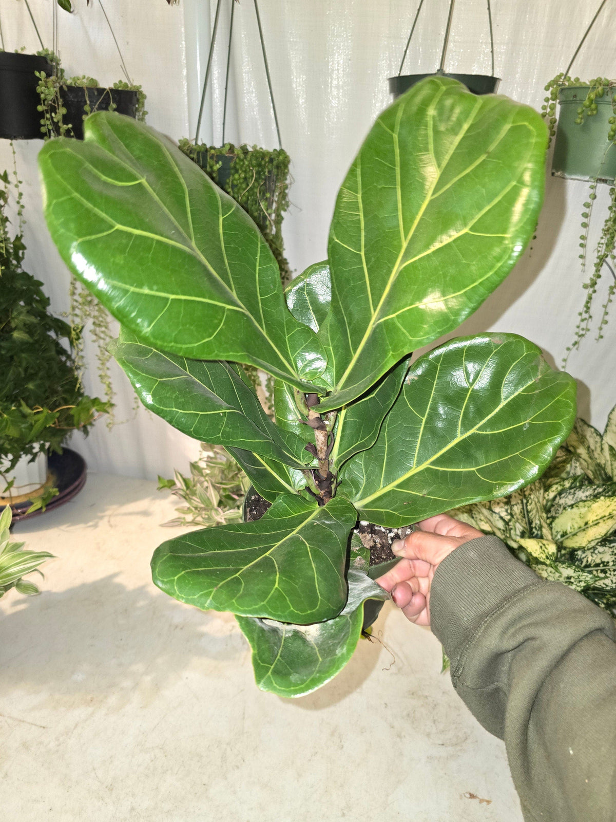 6 inch Pot - Fiddle Leaf Fig Ficus Lyrata Live Houseplant - Get similar to the picture! - 🪴 Voelk Art & Plants Inc 🪴