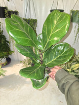 6 inch Pot - Fiddle Leaf Fig Ficus Lyrata Live Houseplant - Get similar to the picture! - 🪴 Voelk Art & Plants Inc 🪴