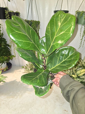 6 inch Pot - Fiddle Leaf Fig Ficus Lyrata Live Houseplant - Get similar to the picture! - 🪴 Voelk Art & Plants Inc 🪴