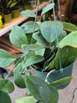 6 inch Pot- Hoya Abovada Easy Care low water - Get similar to picture - 🪴 Voelk Art & Plants Inc 🪴