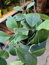 6 inch Pot- Hoya Abovada Easy Care low water - Get similar to picture - 🪴 Voelk Art & Plants Inc 🪴