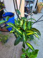 6 inch Pot- Hoya Carnosa Tri Color Easy Care low water - Get similar to picture - 🪴 Voelk Art & Plants Inc 🪴