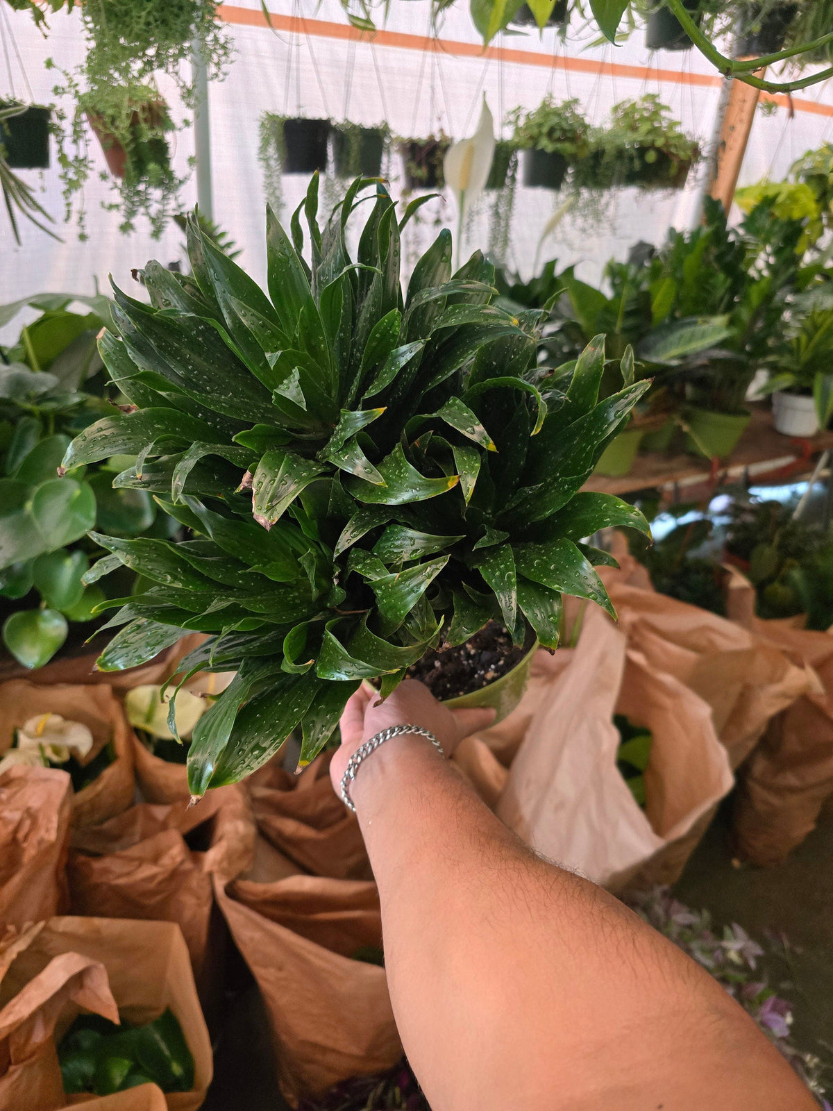 6 inch Pot - Janet Craig Dragon Tree - Dracaena fragrans- Easy to Grow House Plant - Get similar to the picture - 🪴 Voelk Art & Plants Inc 🪴