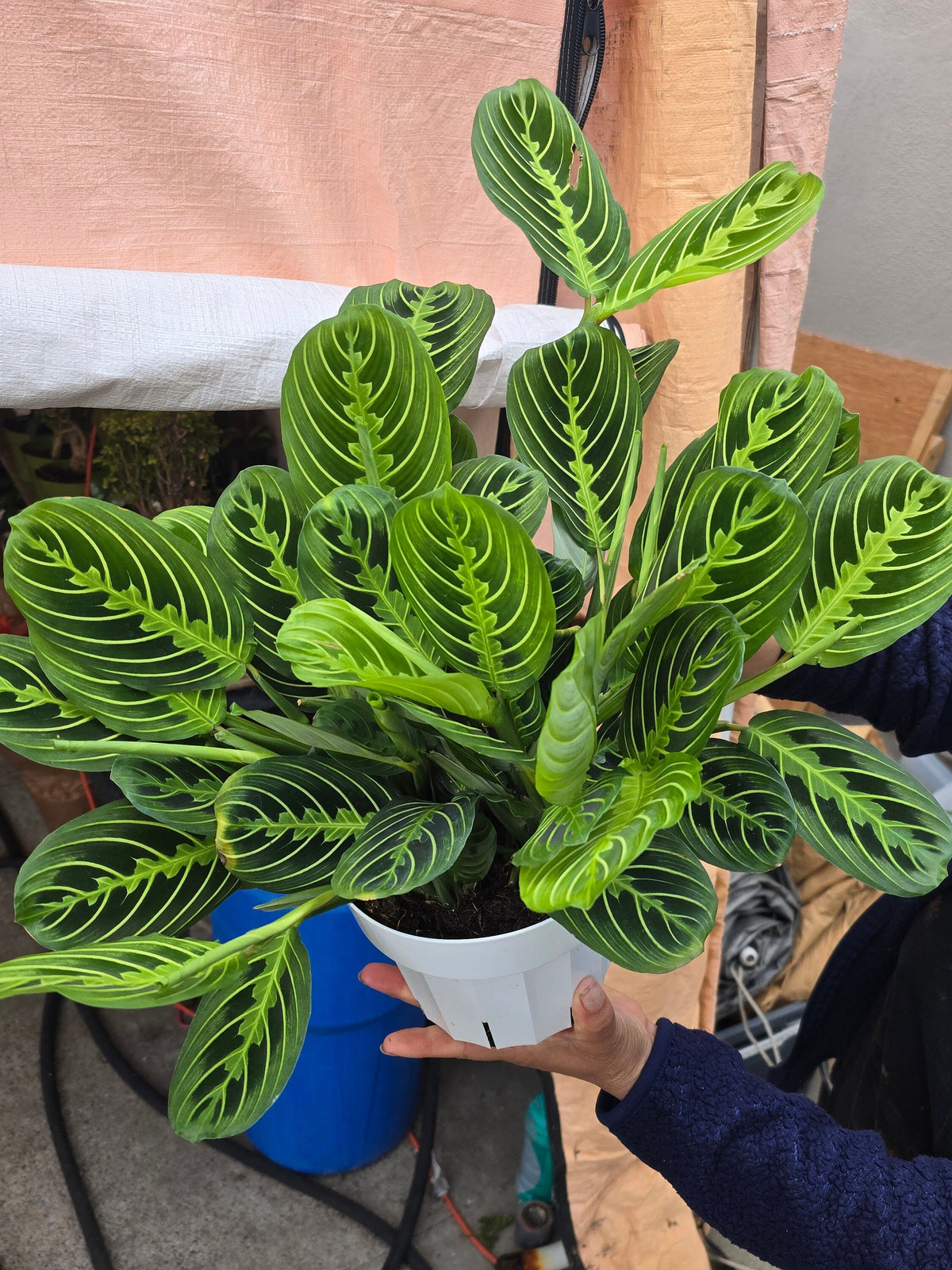 6 inch Pot - Lemon Lime Prayer Plant, Lemon Lime Marantha, Popular and Attractive houseplant - Get similar to the picture - 🪴 Voelk Art & Plants Inc 🪴