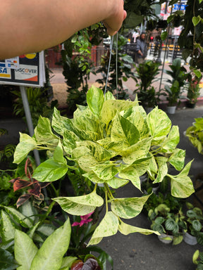 6 inch Pot - Live snow Queen Pothos, Variegated Plant, Office Gift, Gardener Gift, Plant Lover Gift, Live Decoration - Get similar as picture - 🪴 Voelk Art & Plants Inc 🪴