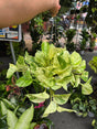 6 inch Pot - Live snow Queen Pothos, Variegated Plant, Office Gift, Gardener Gift, Plant Lover Gift, Live Decoration - Get similar as picture - 🪴 Voelk Art & Plants Inc 🪴