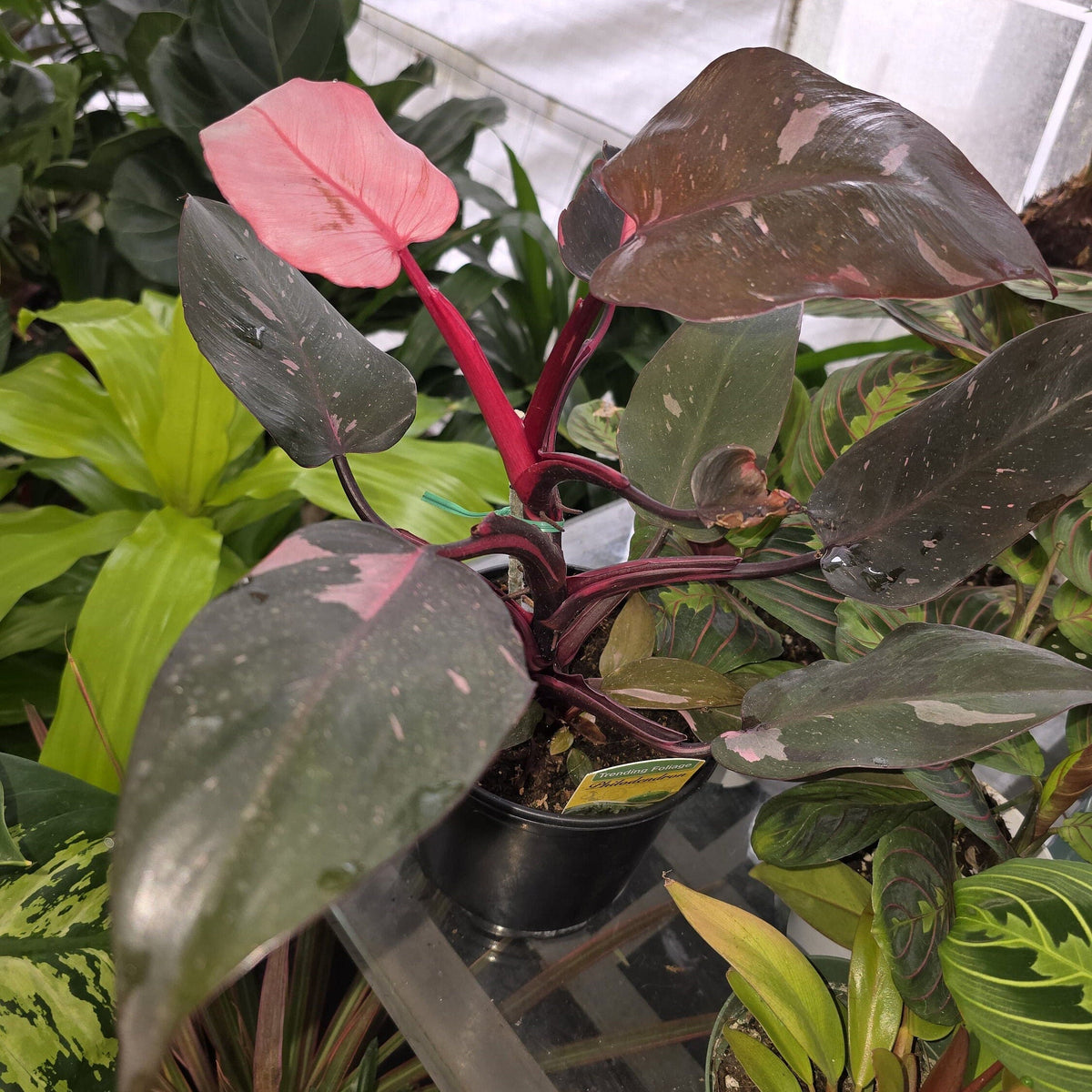 6 inch Pot - Pink Princess Philodendron Live Plant indoor - Get similar as picture! - 🪴 Voelk Art & Plants Inc 🪴
