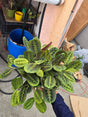 6 inch Pot - Red Prayer Plant, Red Marantha, Popular and Attractive houseplant - Get similar to the picture - 🪴 Voelk Art & Plants Inc 🪴