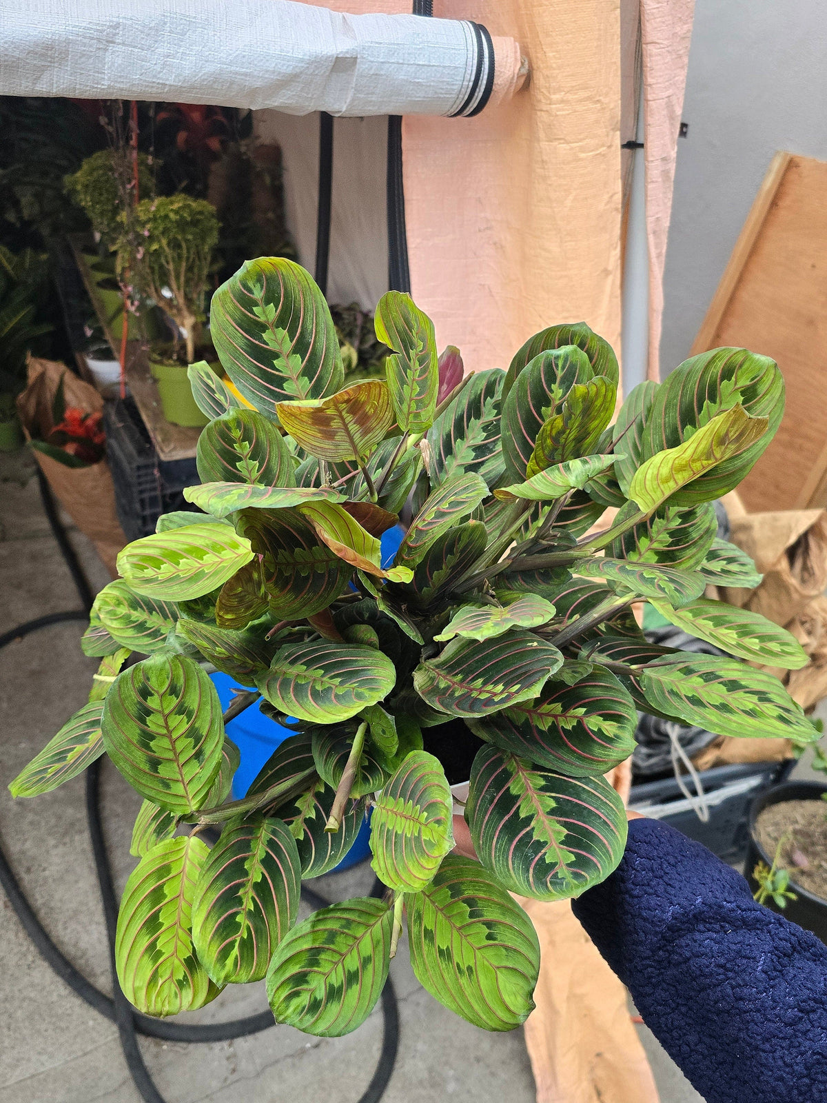 6 inch Pot - Red Prayer Plant, Red Marantha, Popular and Attractive houseplant - Get similar to the picture - 🪴 Voelk Art & Plants Inc 🪴