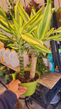 6 inch Pot  - Sol Cane Dracaena- Easy to Grow House Plant - Get similar to the picture - 🪴 Voelk Art & Plants Inc 🪴
