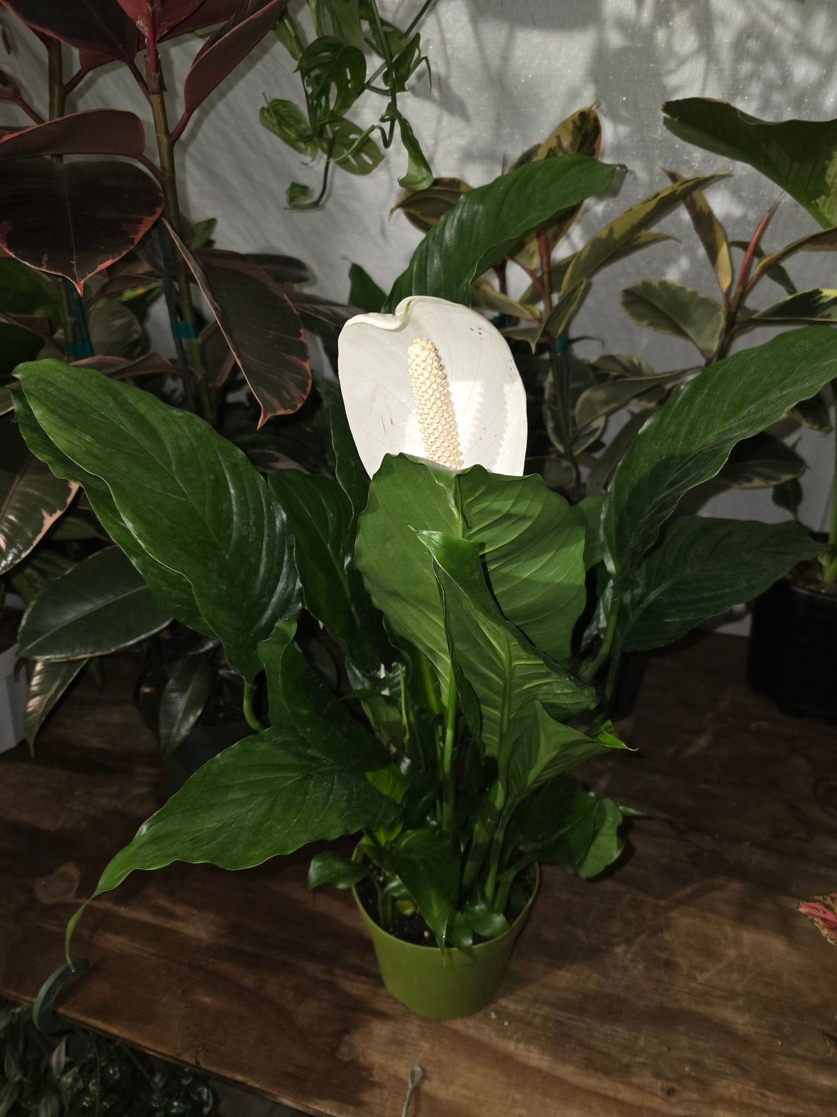 6 inch Pot - Spathiphyllum Peace Lily Live Indoor Floor Plant - Get similar as picture with flowers - 🪴 Voelk Art & Plants Inc 🪴