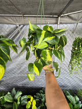 6 inch Pot - XL 5" strings or more Brazil Philodendron - Easy to Grow - Low Light - Get similar to picture! - 🪴 Voelk Art & Plants Inc 🪴