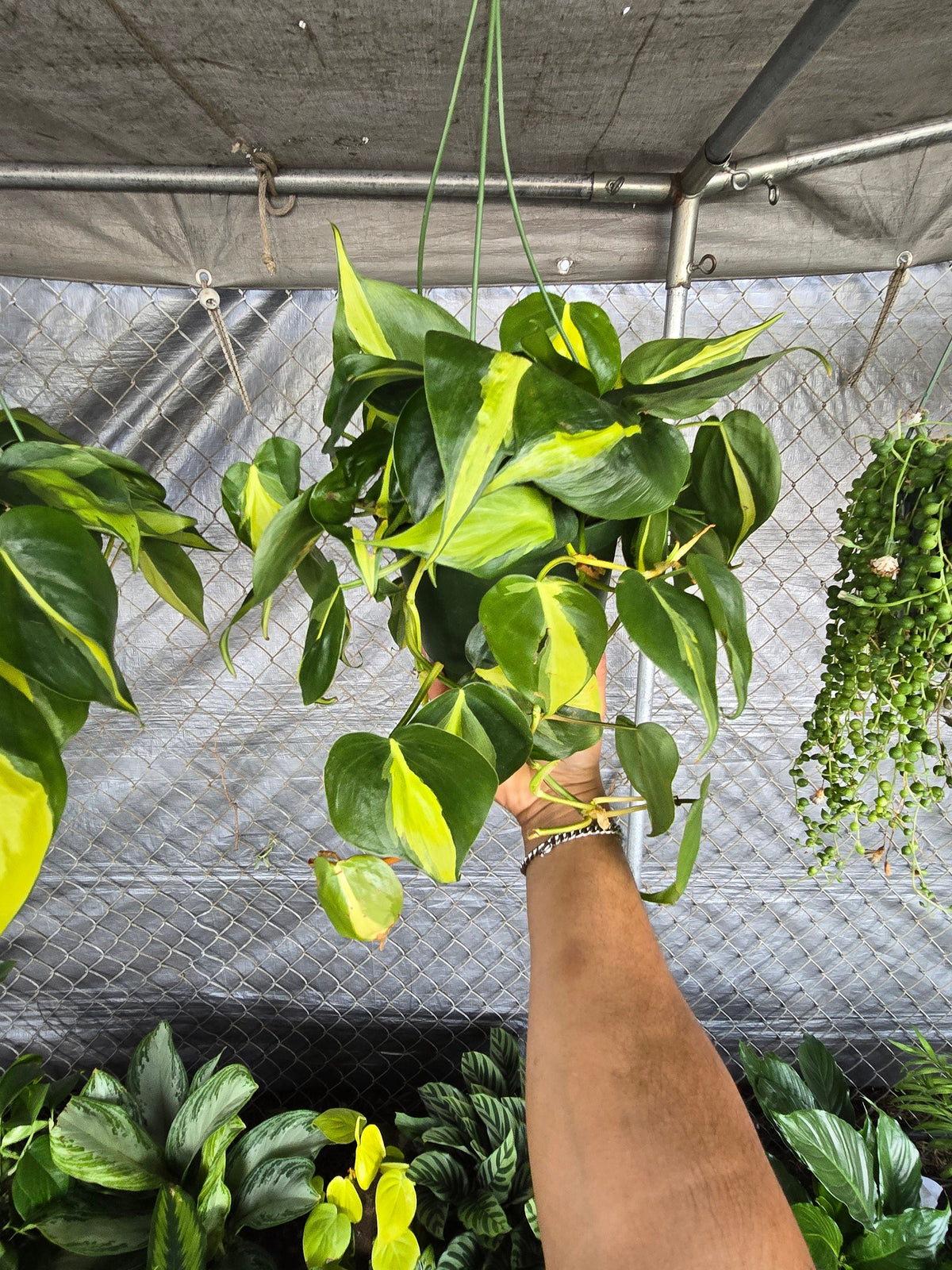 6 inch Pot - XL 5" strings or more Brazil Philodendron - Easy to Grow - Low Light - Get similar to picture! - 🪴 Voelk Art & Plants Inc 🪴