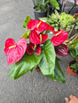 6 inch Pot XL Anthuriums Red Flower - Get similar to picture - 🪴 Voelk Art & Plants Inc 🪴