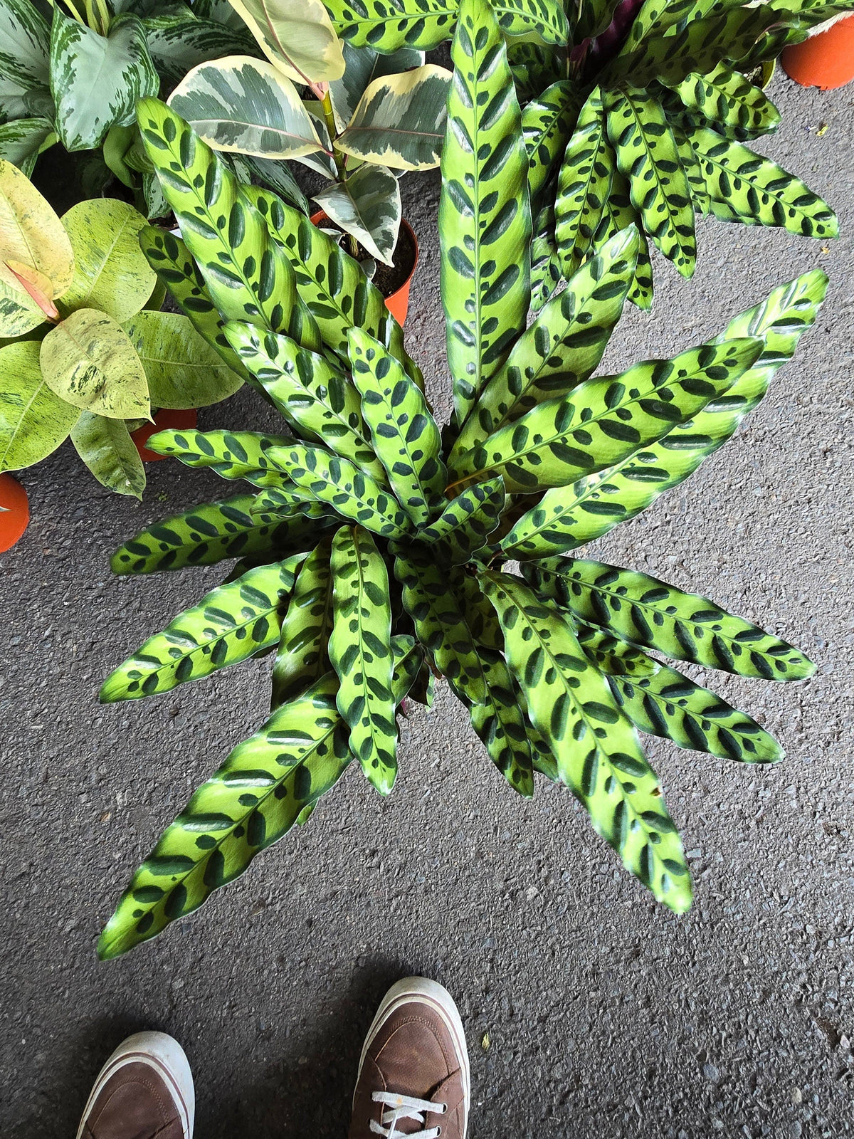 6 inch Pot - XL Big Live plant Sword Live  Calathea Lancifolia,Rattlesnake, Prayer Plant, Rattle snake -  Get similar as picture! - 🪴 Voelk Art & Plants Inc 🪴