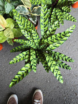 6 inch Pot - XL Big Live plant Sword Live  Calathea Lancifolia,Rattlesnake, Prayer Plant, Rattle snake -  Get similar as picture! - 🪴 Voelk Art & Plants Inc 🪴