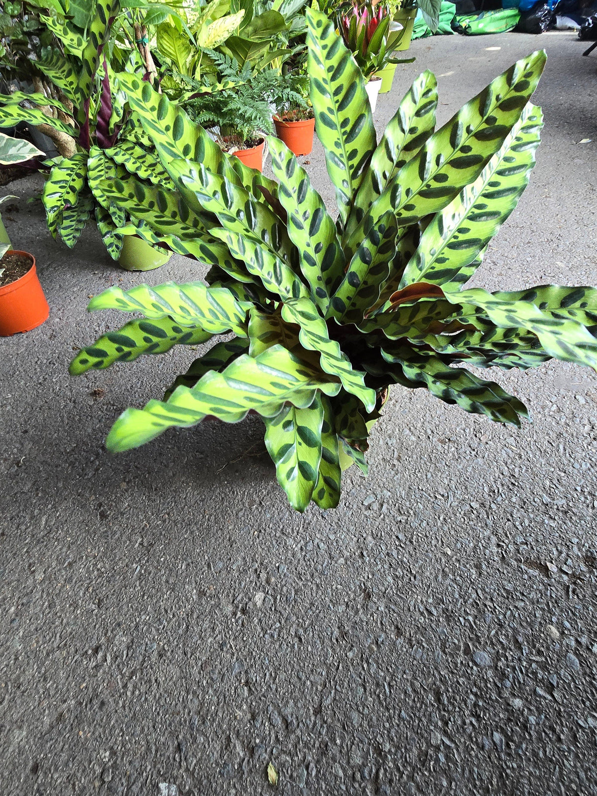 6 inch Pot - XL Big Live plant Sword Live  Calathea Lancifolia,Rattlesnake, Prayer Plant, Rattle snake -  Get similar as picture! - 🪴 Voelk Art & Plants Inc 🪴