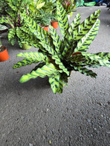6 inch Pot - XL Big Live plant Sword Live  Calathea Lancifolia,Rattlesnake, Prayer Plant, Rattle snake -  Get similar as picture! - 🪴 Voelk Art & Plants Inc 🪴