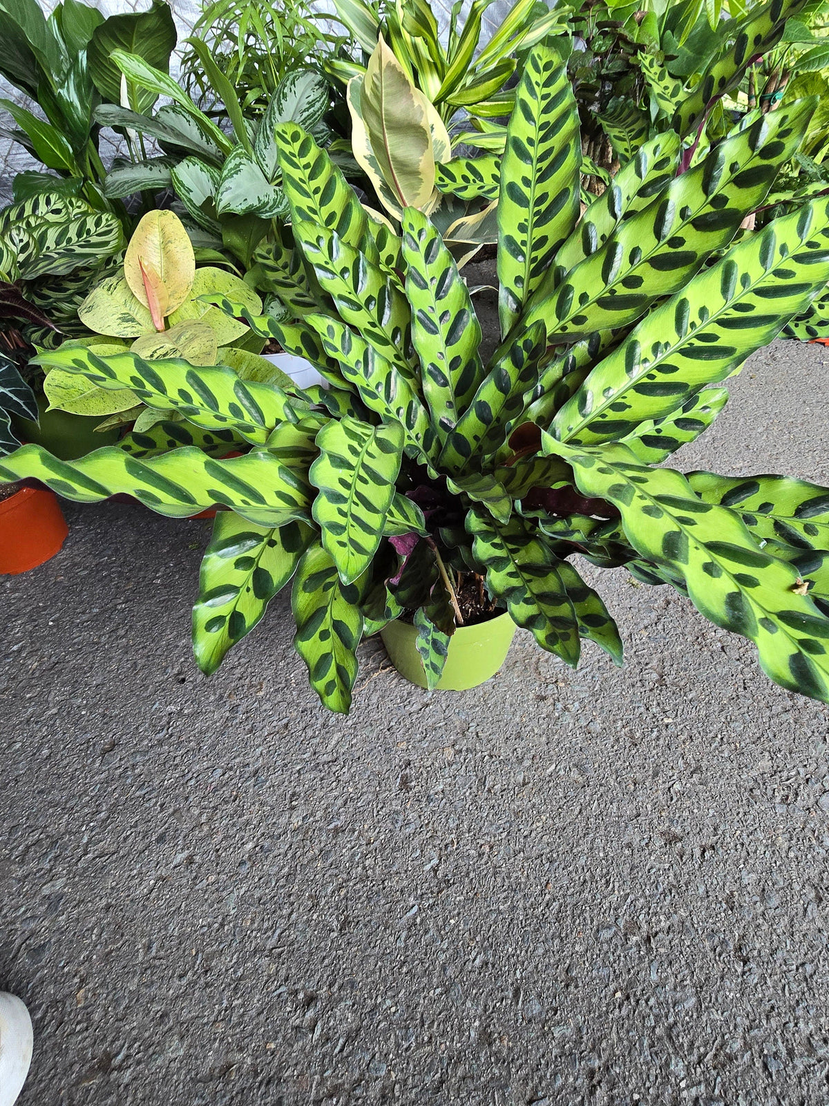 6 inch Pot - XL Big Live plant Sword Live  Calathea Lancifolia,Rattlesnake, Prayer Plant, Rattle snake -  Get similar as picture! - 🪴 Voelk Art & Plants Inc 🪴