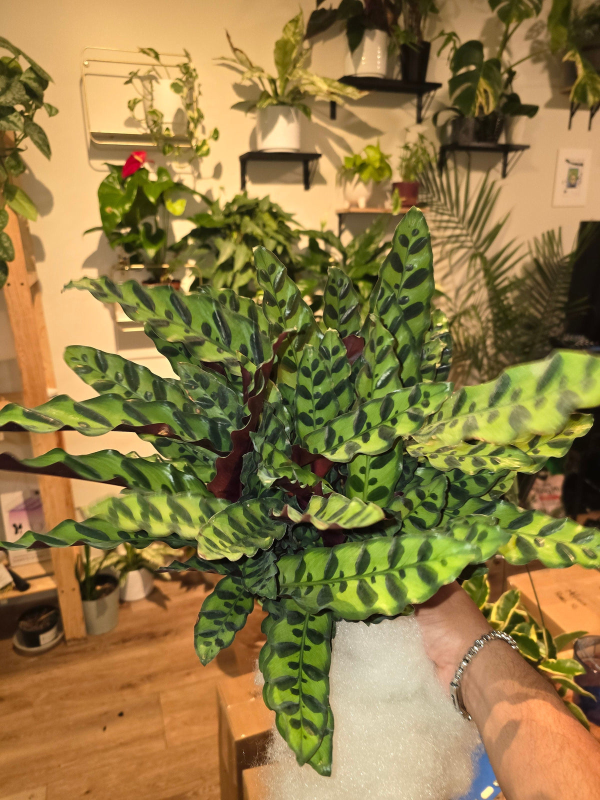 6 inch Pot - XL Big Live plant Sword Live  Calathea Lancifolia,Rattlesnake, Prayer Plant, Rattle snake -  Get similar as picture! - 🪴 Voelk Art & Plants Inc 🪴
