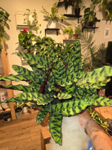 6 inch Pot - XL Big Live plant Sword Live  Calathea Lancifolia,Rattlesnake, Prayer Plant, Rattle snake -  Get similar as picture! - 🪴 Voelk Art & Plants Inc 🪴