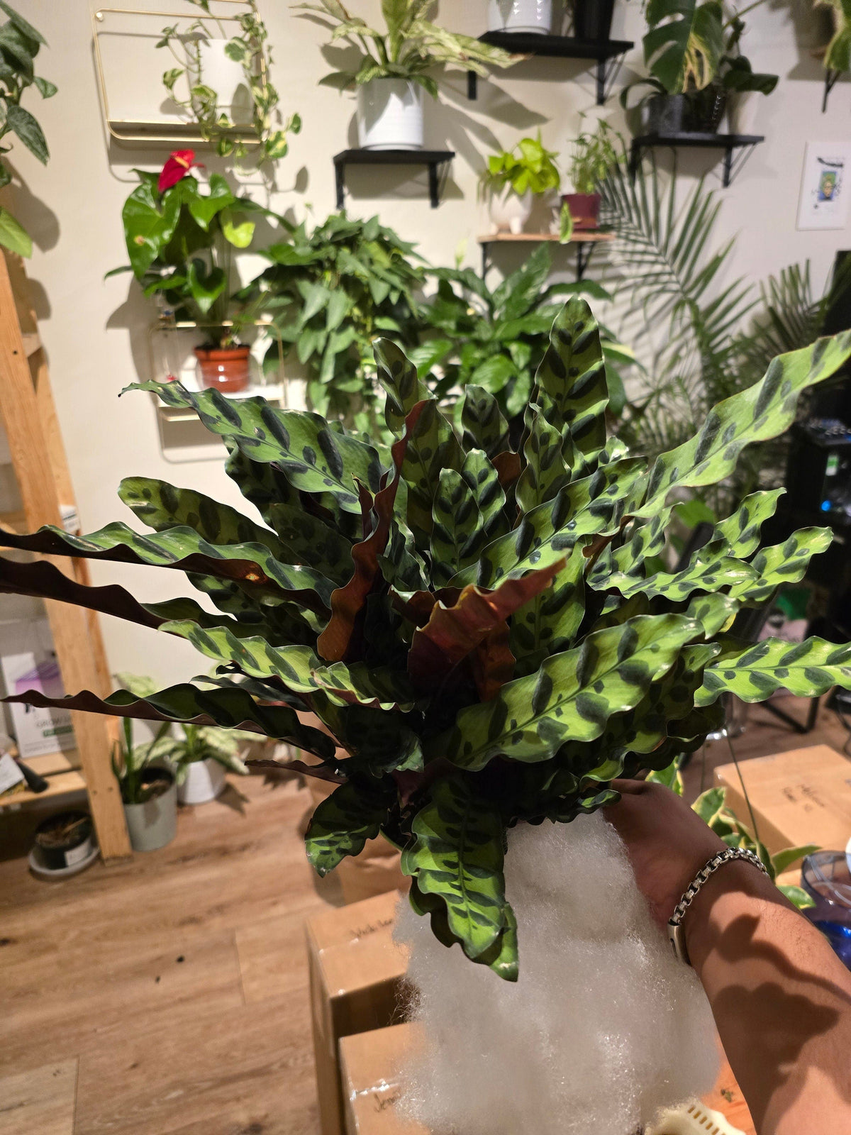 6 inch Pot - XL Big Live plant Sword Live  Calathea Lancifolia,Rattlesnake, Prayer Plant, Rattle snake -  Get similar as picture! - 🪴 Voelk Art & Plants Inc 🪴
