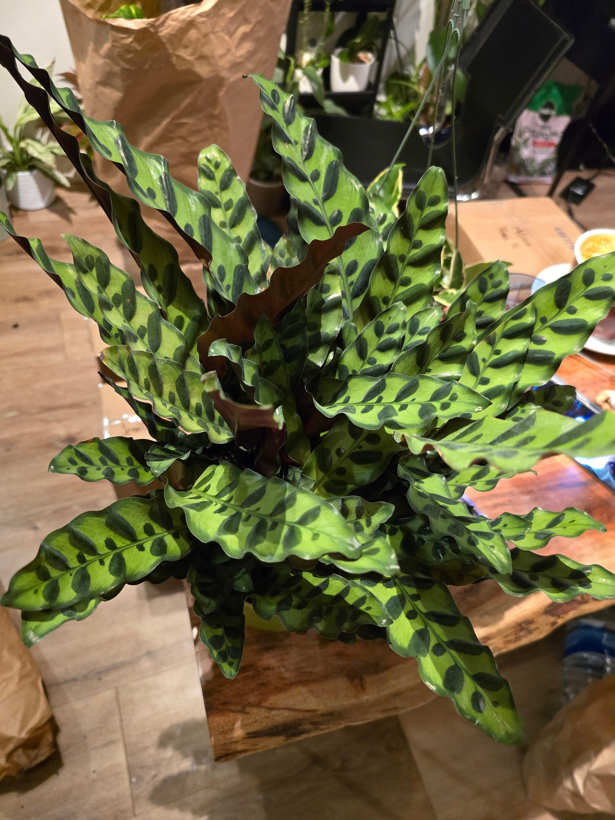 6 inch Pot - XL Big Live plant Sword Live  Calathea Lancifolia,Rattlesnake, Prayer Plant, Rattle snake -  Get similar as picture! - 🪴 Voelk Art & Plants Inc 🪴