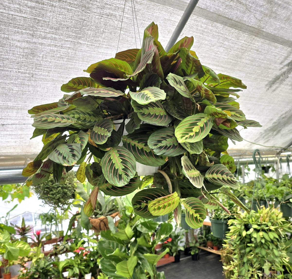 8 inch Pot - XL Jumbo Thorsen's Greenhouse Live Red Prayer Plant, Marantha Leuconeura, Live Indoor Plant, 6" Diameter Pot - 🪴 Voelk Art & Plants Inc 🪴
