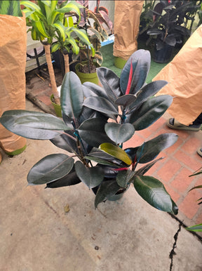 8" Pot - XL size Ficus elastica "Cabarnet" Variegated Rubber Tree - Get one similar to picture - 🪴 Voelk Art & Plants Inc 🪴