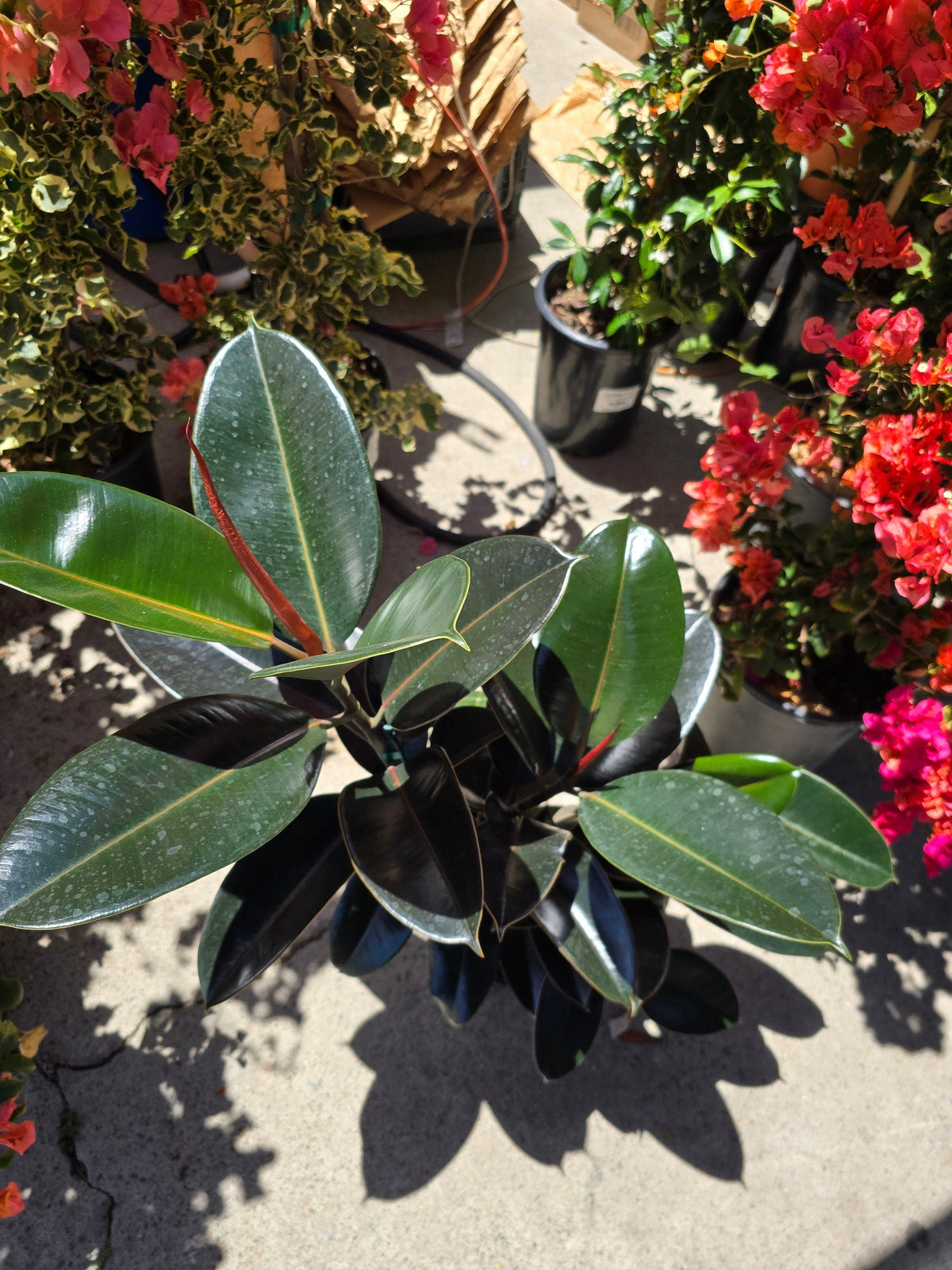 8" Pot - XL size Ficus elastica "Cabarnet" Variegated Rubber Tree - Get one similar to picture - 🪴 Voelk Art & Plants Inc 🪴