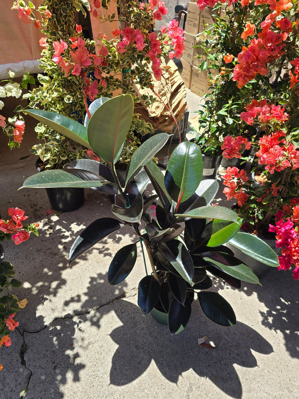 8" Pot - XL size Ficus elastica "Cabarnet" Variegated Rubber Tree - Get one similar to picture - 🪴 Voelk Art & Plants Inc 🪴