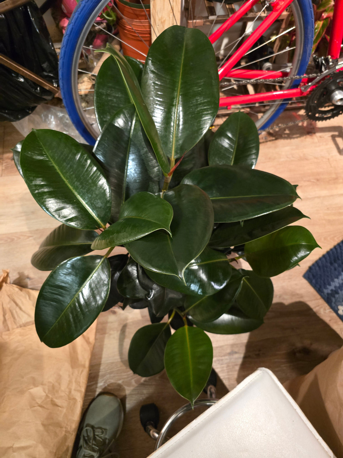 8" Pot - XL size Ficus elastica "Cabarnet" Variegated Rubber Tree - Get one similar to picture - 🪴 Voelk Art & Plants Inc 🪴