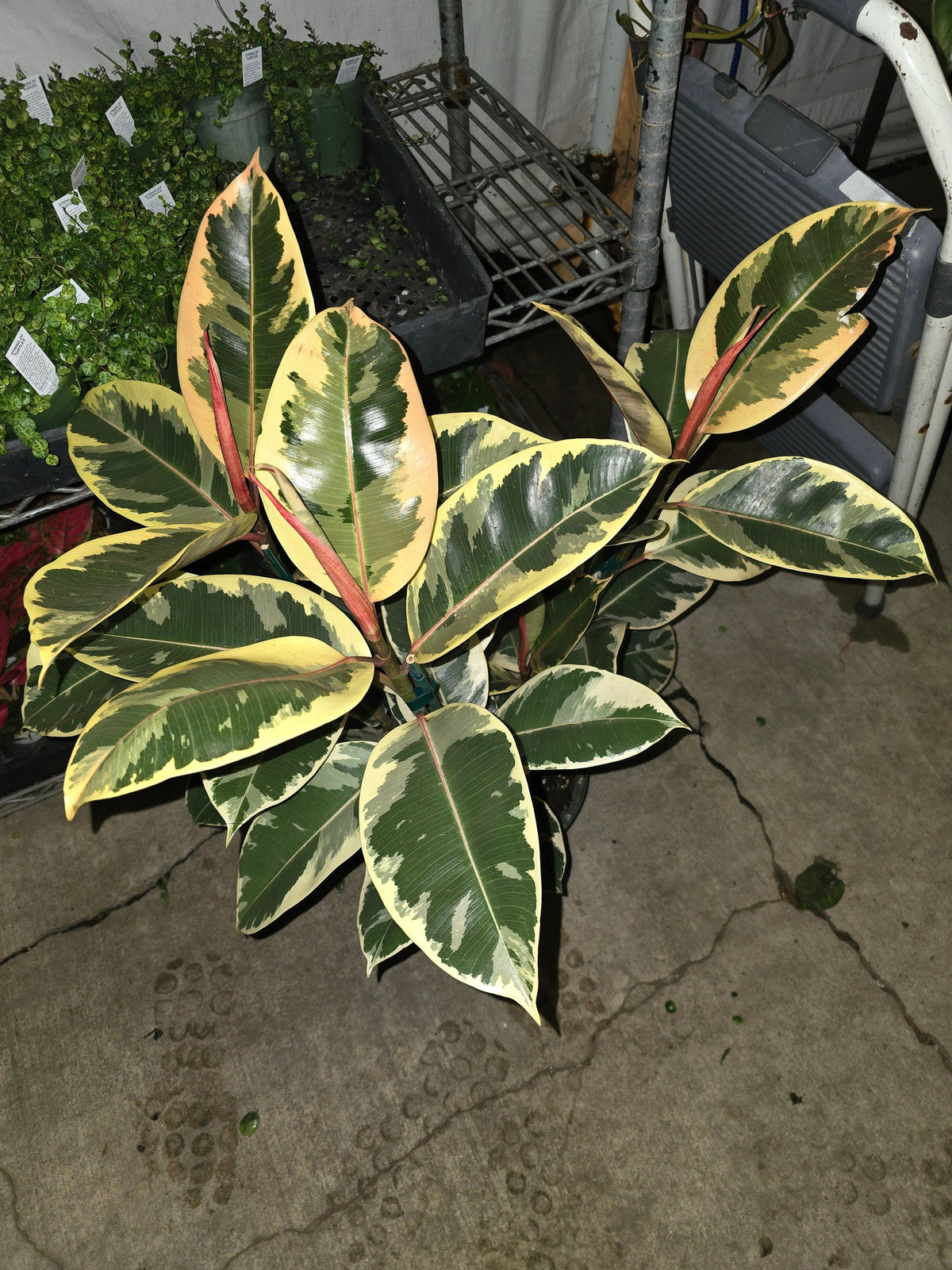 8" Pot - XL size Ficus elastica "Tineke" Variegated Rubber Tree - Get one similar to picture - 🪴 Voelk Art & Plants Inc 🪴