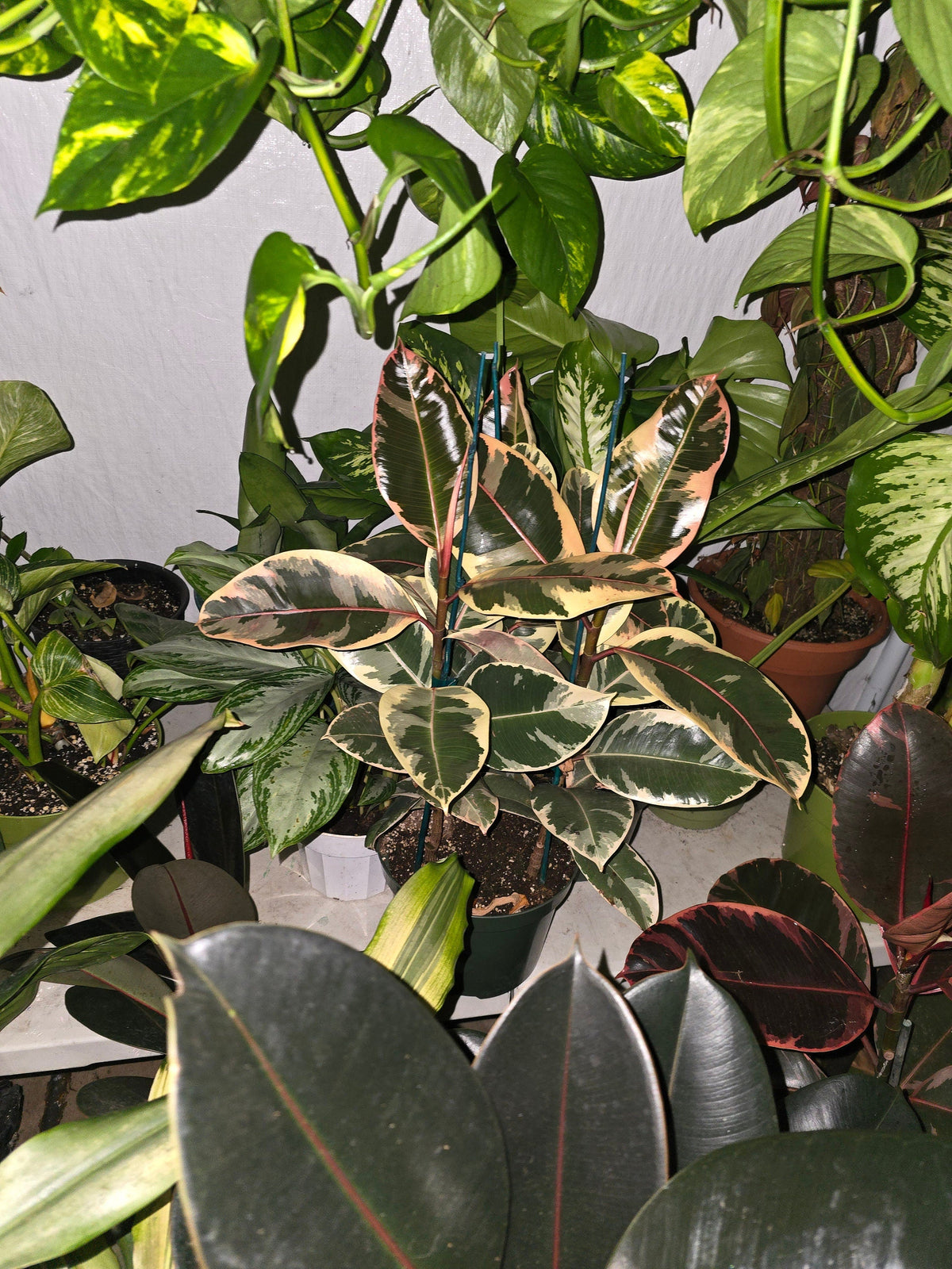 8" Pot - XL size Ficus elastica "Tineke" Variegated Rubber Tree - Get one similar to picture - 🪴 Voelk Art & Plants Inc 🪴