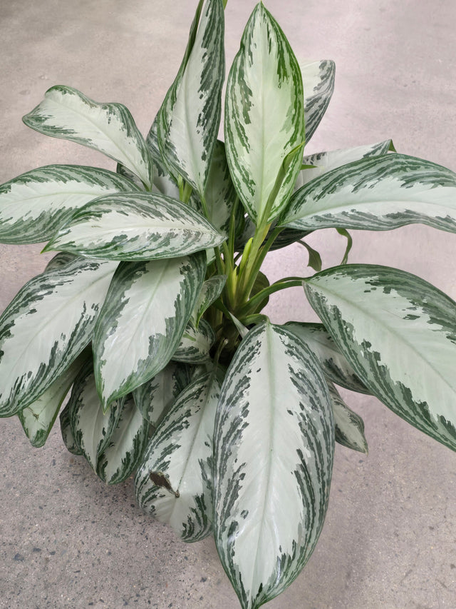 Aglaonema Silver Bay 2.5 ft tall in 10 inch Pot - Get similar - 🪴 Voelk Art & Plants Inc 🪴