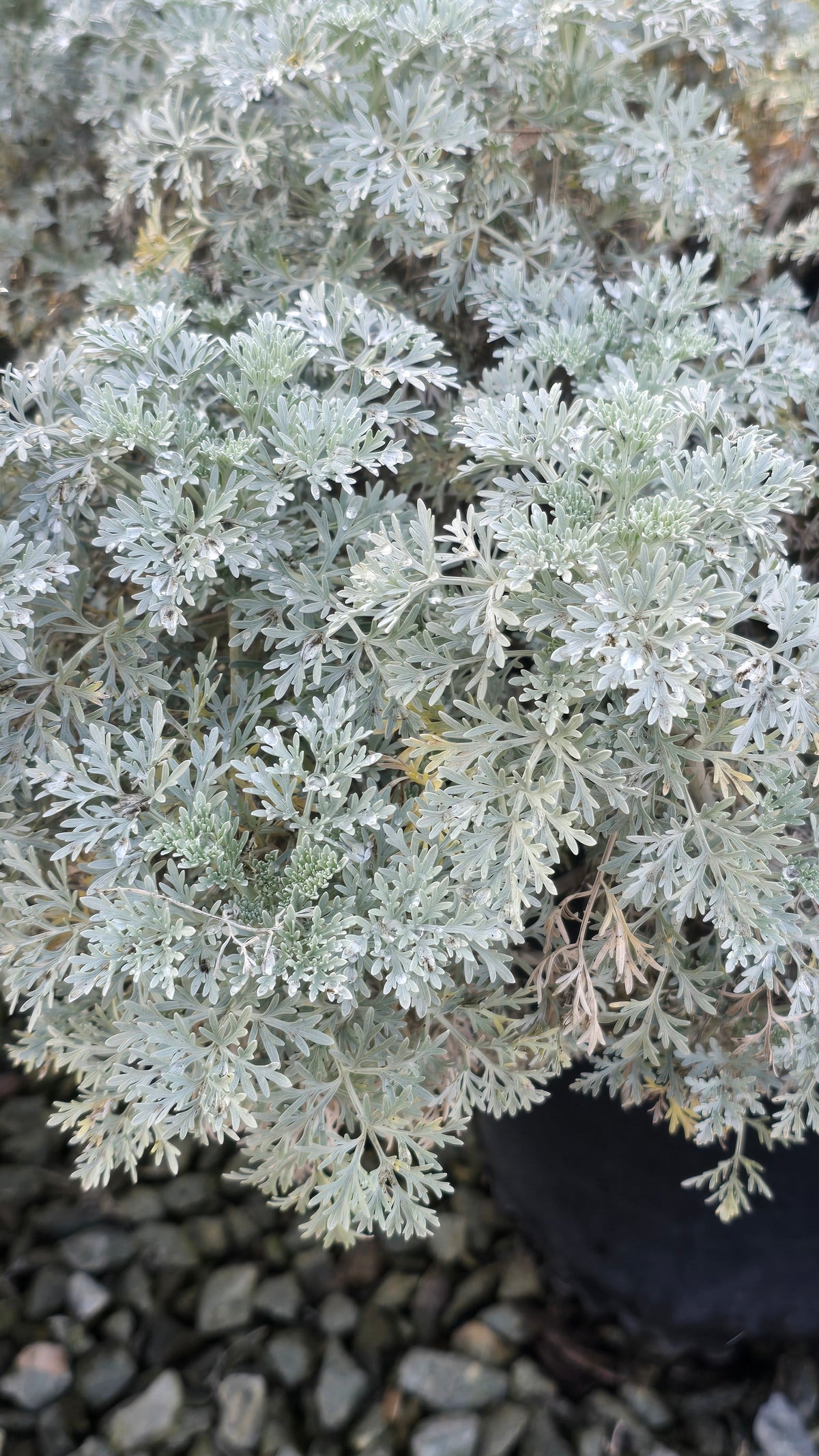 Artemisia 'Powis Castle 5 gallon pot - Get similar - 🪴 Voelk Art & Plants Inc 🪴