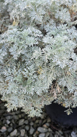 Artemisia 'Powis Castle 5 gallon pot - Get similar - 🪴 Voelk Art & Plants Inc 🪴