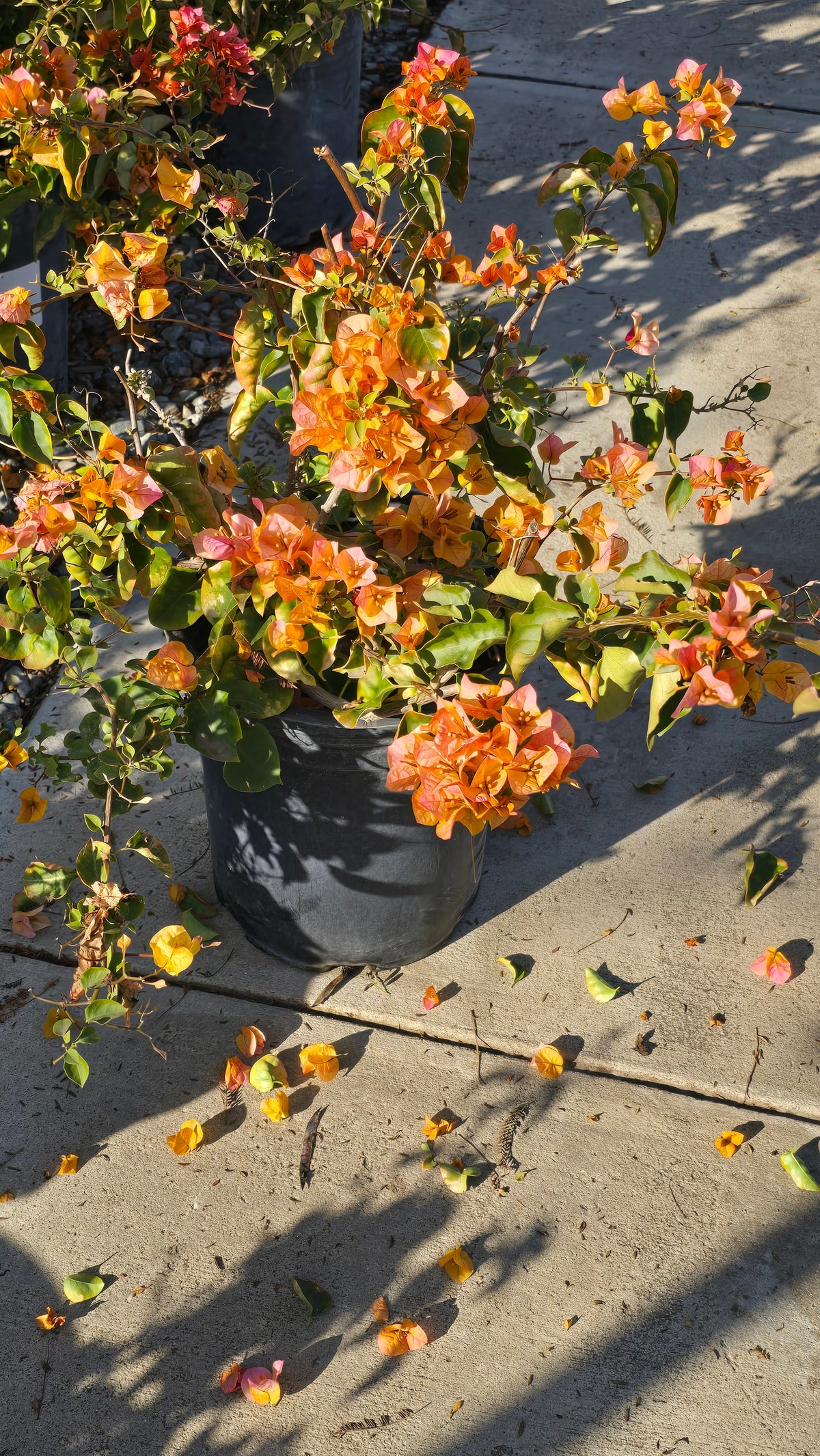 Bougainvillea Orange on 5 gallon pot - Get similar - 🪴 Voelk Art & Plants Inc 🪴