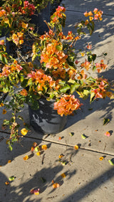 Bougainvillea Orange on 5 gallon pot - Get similar - 🪴 Voelk Art & Plants Inc 🪴