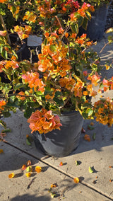Bougainvillea Orange on 5 gallon pot - Get similar - 🪴 Voelk Art & Plants Inc 🪴