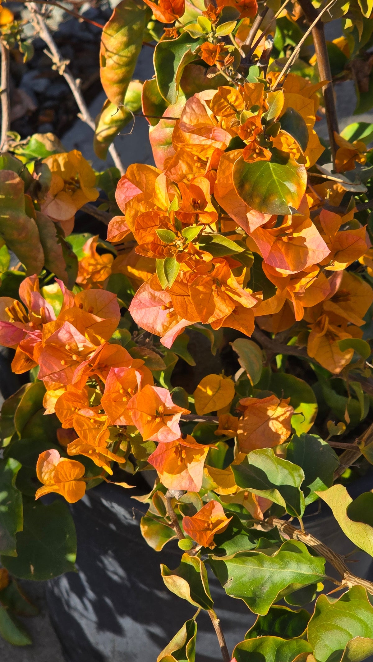 Bougainvillea Orange on 5 gallon pot - Get similar - 🪴 Voelk Art & Plants Inc 🪴
