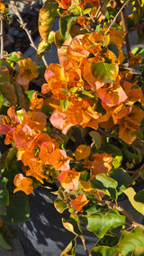 Bougainvillea Orange on 5 gallon pot - Get similar - 🪴 Voelk Art & Plants Inc 🪴