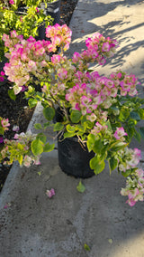 Bougainvillea "Rosa Pink" flower on 5 gallon pot - Get similar - 🪴 Voelk Art & Plants Inc 🪴