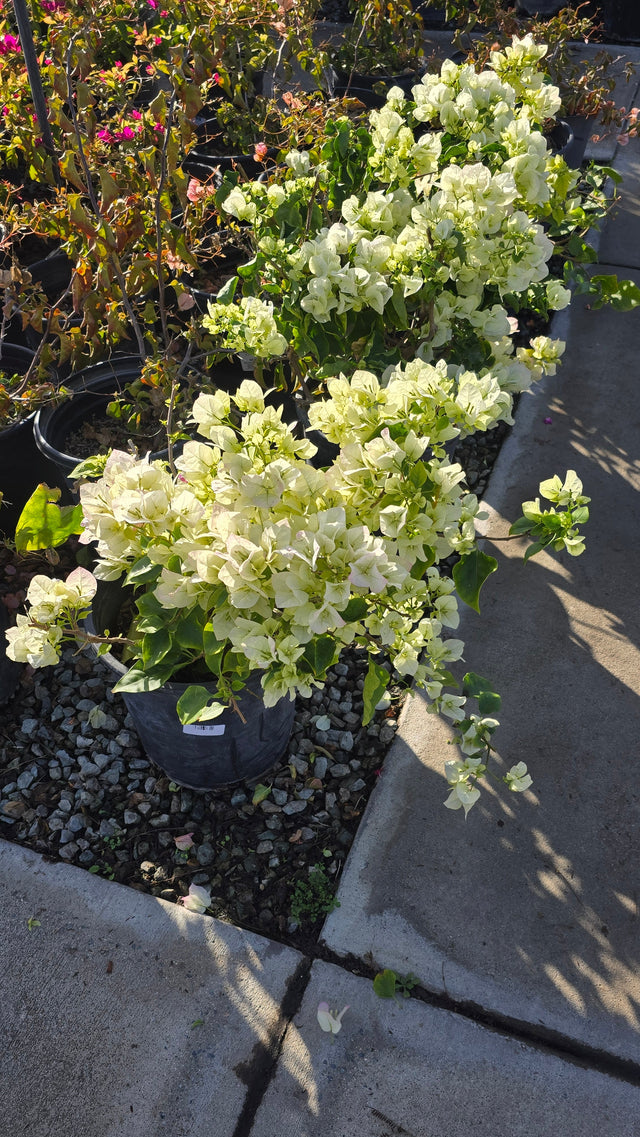 Bougainvillea Veera White on 5 gallon pot - Get similar - 🪴 Voelk Art & Plants Inc 🪴
