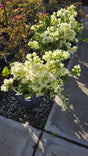 Bougainvillea Veera White on 5 gallon pot - Get similar - 🪴 Voelk Art & Plants Inc 🪴
