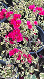 Buganvilias Variegated Red Flower on 5 gallon pot - Get similar - 🪴 Voelk Art & Plants Inc 🪴