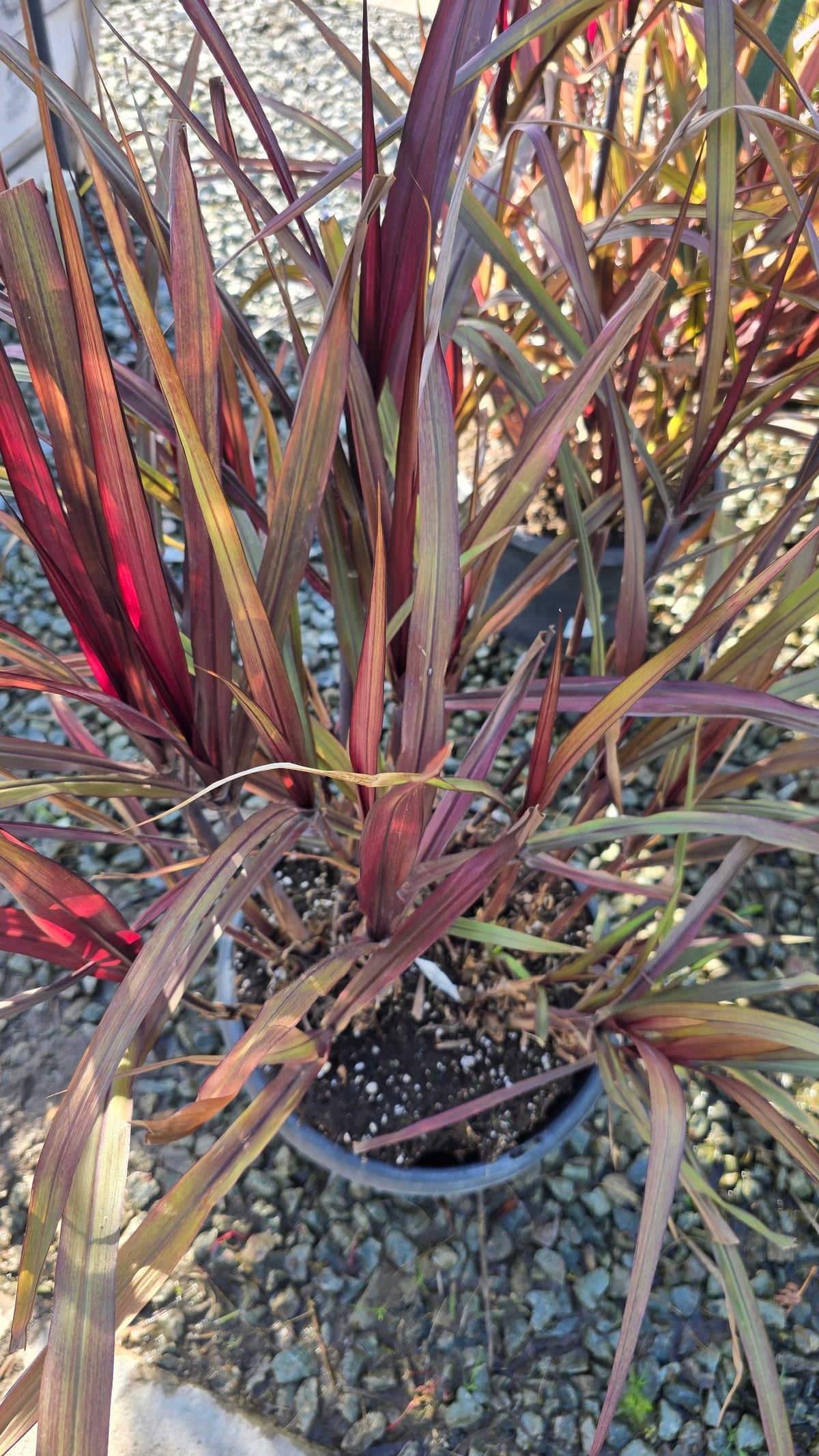 Cache Omamental Millet 'Copper'  on 5 gallon pot - Get similar - 🪴 Voelk Art & Plants Inc 🪴