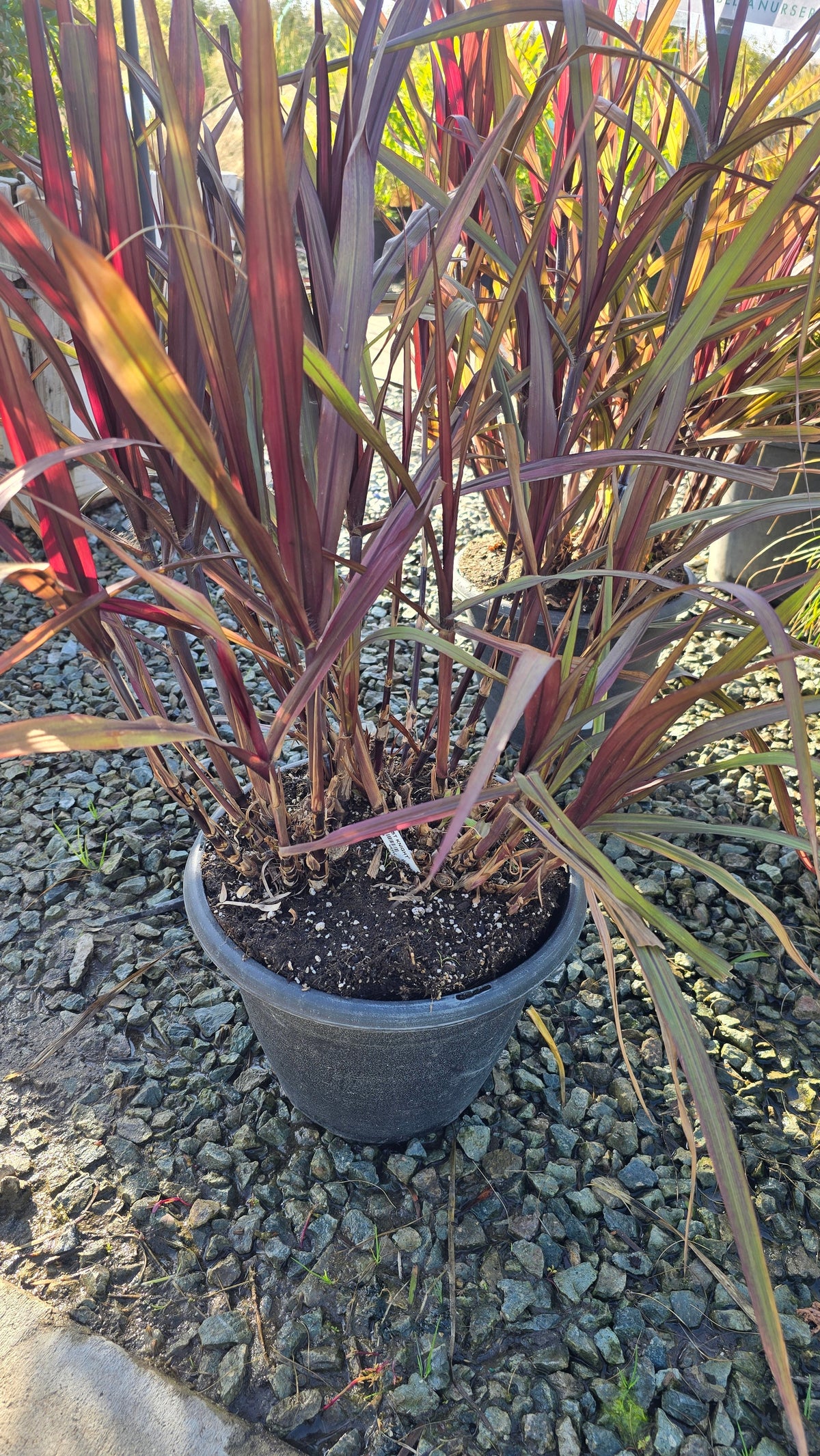 Cache Omamental Millet 'Copper'  on 5 gallon pot - Get similar - 🪴 Voelk Art & Plants Inc 🪴