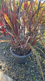Cache Omamental Millet 'Copper'  on 5 gallon pot - Get similar - 🪴 Voelk Art & Plants Inc 🪴
